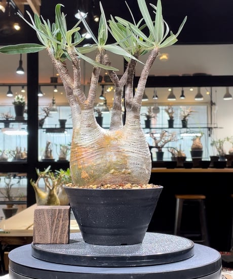 RISE-CAUDEX ONLINE STORE