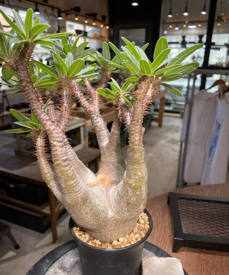 パキポディウム グラキリス　Pachypodium gracilius 　発根済　(gk-504）