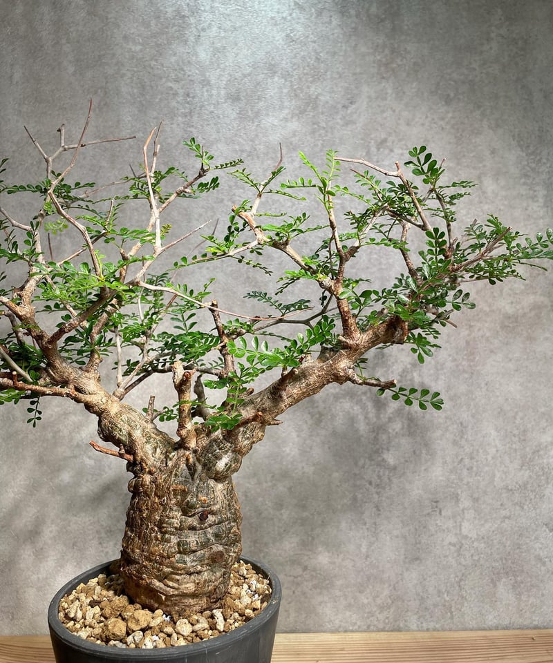 オペルクリカリア パキプス まん丸　手乗り オペルクリカリア パキプス／Operculicarya pachypus 発根済 浅鉢用手