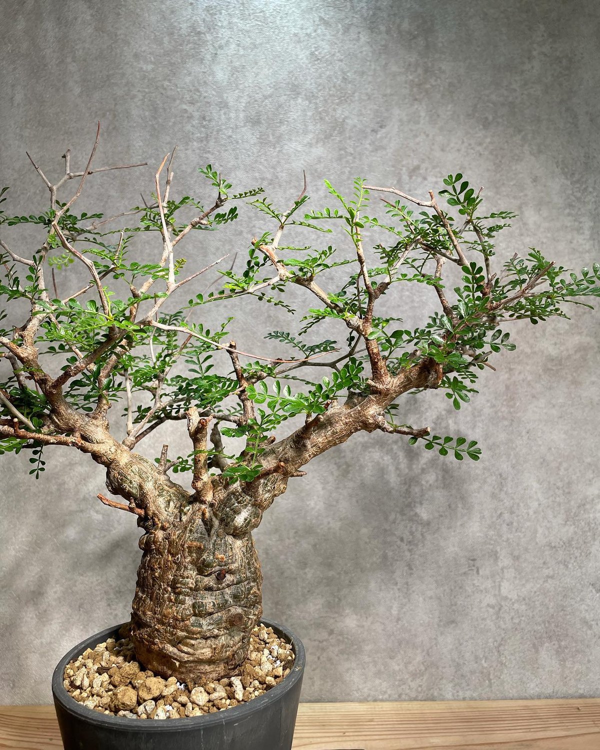 オペルクリカリア パキプス／Operculicarya pachypus 発根済 手