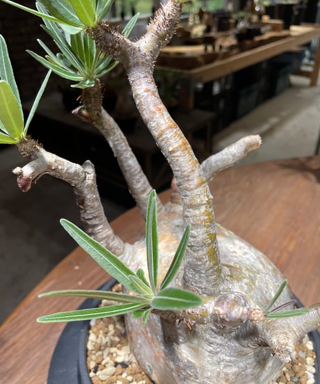 パキポディウム グラキリス　Pachypodium gracilius 　発根済　(gk-463)
