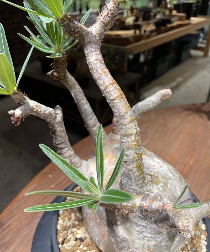 パキポディウム グラキリス Pachypodium gracilius 発根済 (gk-46