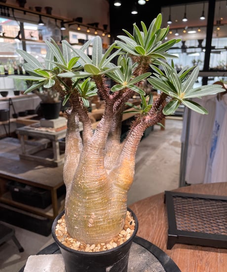 パキポディウム グラキリス　Pachypodium gracilius 　発根済　(gk-504）
