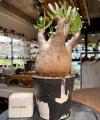 パキポディウム イノピナツム　Pachypodium inopinatum 　発根済　(pi-101)
