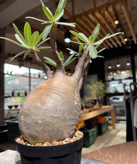 パキポディウム グラキリス　Pachypodium gracilius 　発根済　(gk-527)