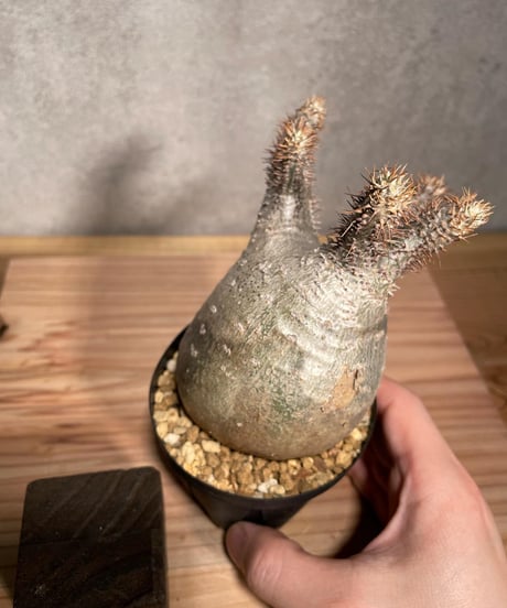 パキポディウム グラキリス　Pachypodium gracilius 　発根済　(商品番号gk-35)