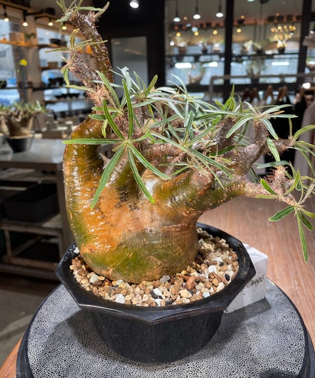 パキポディウム グラキリス　Pachypodium gracilius 　発根済　(gk-569)