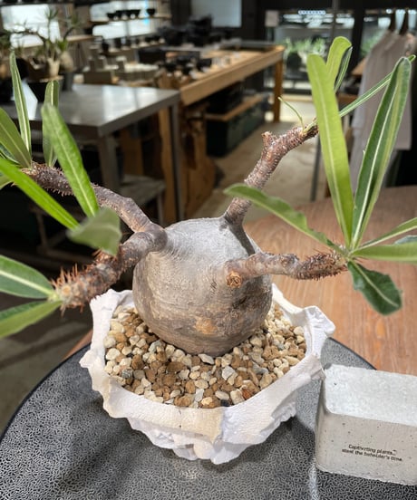 パキポディウム グラキリス　Pachypodium gracilius 　発根済　(gk-571) (鉢：LAVOR Ssize WHITESAND)