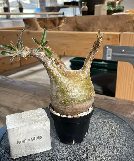 パキポディウム グラキリス　Pachypodium gracilius 　発根済　(gk-431)