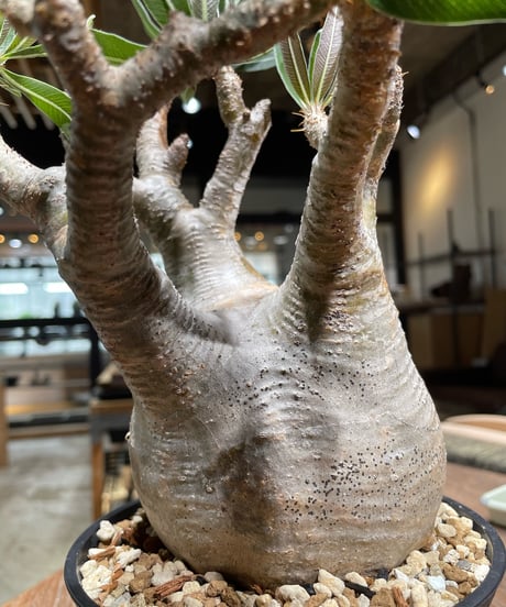 パキポディウム グラキリス　Pachypodium gracilius 　発根済　(gk-373)