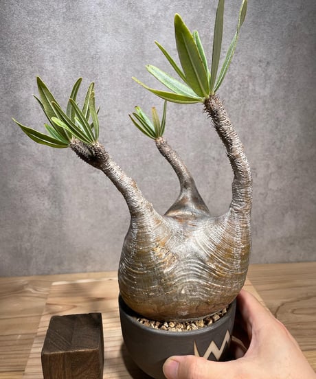 パキポディウム グラキリス　Pachypodium gracilius 　発根済　(商品番号gk-69valiem)  VALIEM 　(VALIEMタグ付き)