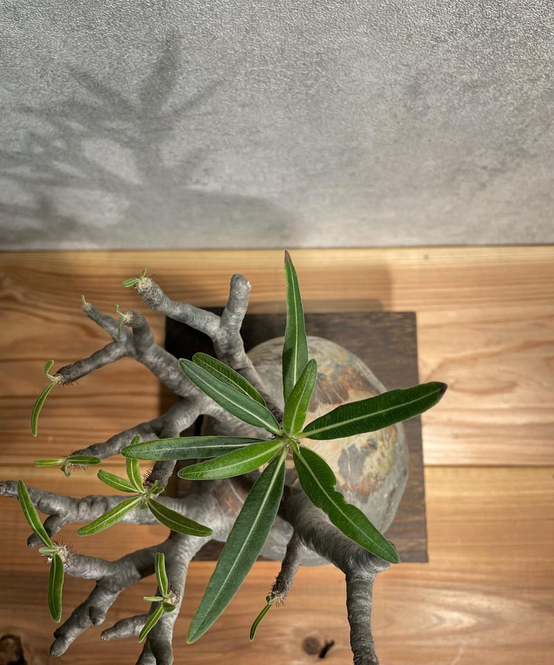 パキポディウム グラキリス Pachypodium gracilius 発根済(塊根