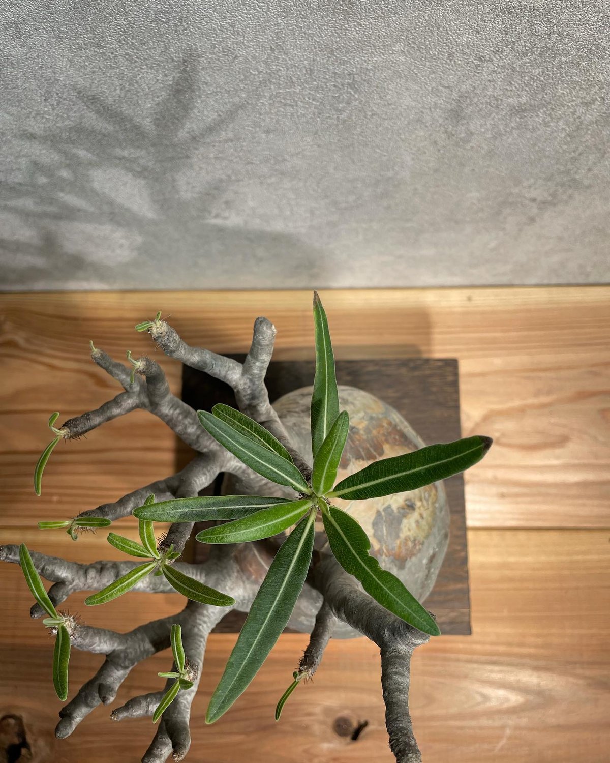 パキポディウム グラキリス Pachypodium gracilius 発根済(塊根幅13c
