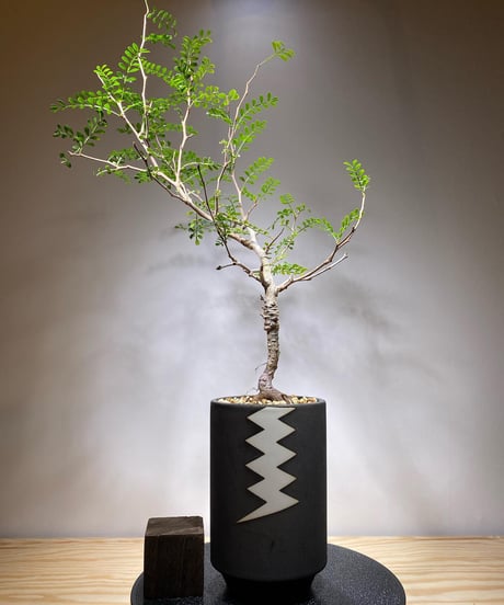 【2時間限定セール】 FP38 オペルクリカリア パキプス 現地発根株 2時間限定セール】 FP38 オペルクリカリア パキプス 現地発根株