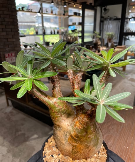 パキポディウム グラキリス　Pachypodium gracilius 　発根済　(gk-388)