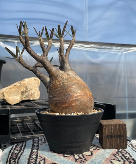 パキポディウム グラキリス　Pachypodium gracilius 　発根済　(gk-417)