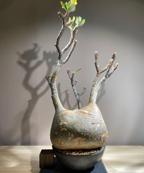 パキポディウム グラキリス　Pachypodium gracilius 　発根済　(商品番号gk-116)