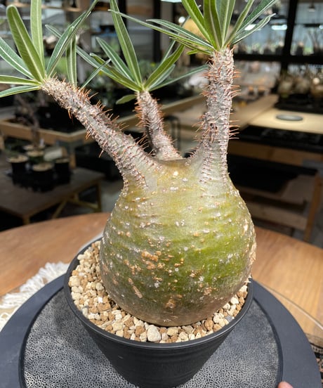 パキポディウム グラキリス　Pachypodium gracilius 　発根済　(gk-217)