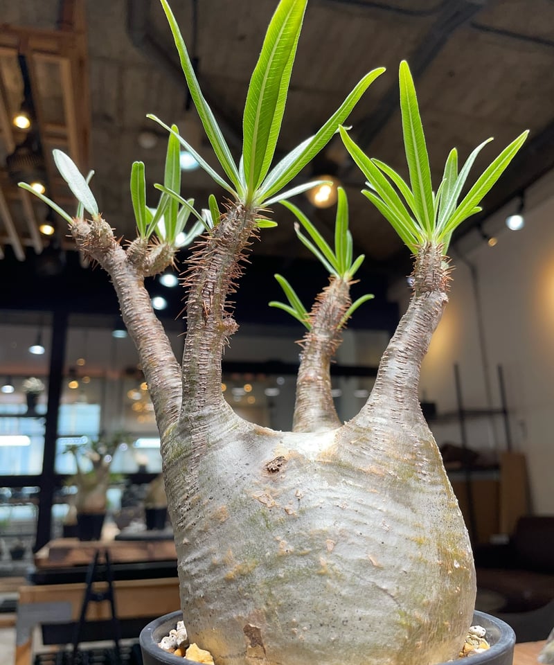 パキポディウム グラキリス Pachypodium gracilius 発根済 (gk-39