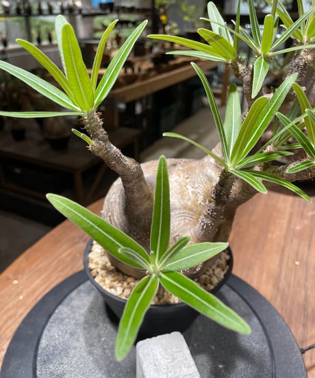 パキポディウム グラキリス　Pachypodium gracilius 　発根済　(gk-459)