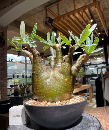 パキポディウム グラキリス　Pachypodium gracilius 　発根済　(gk-535)