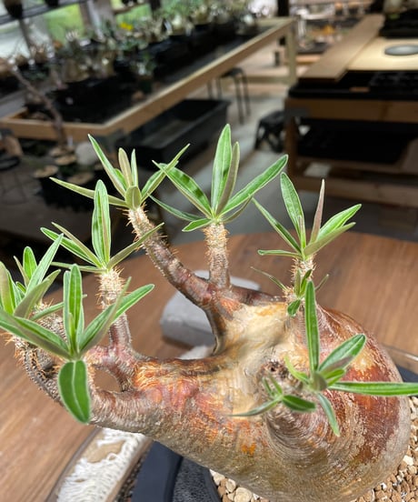 パキポディウム グラキリス　Pachypodium gracilius 　発根済　(gk-267)