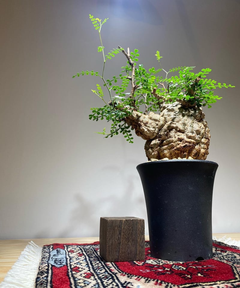 オペルクリカリア パキプス／Operculicarya pachypus 発根済 (商品番号P