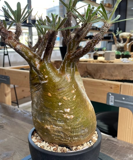 パキポディウム グラキリス　Pachypodium gracilius 　発根済　(gk-426)