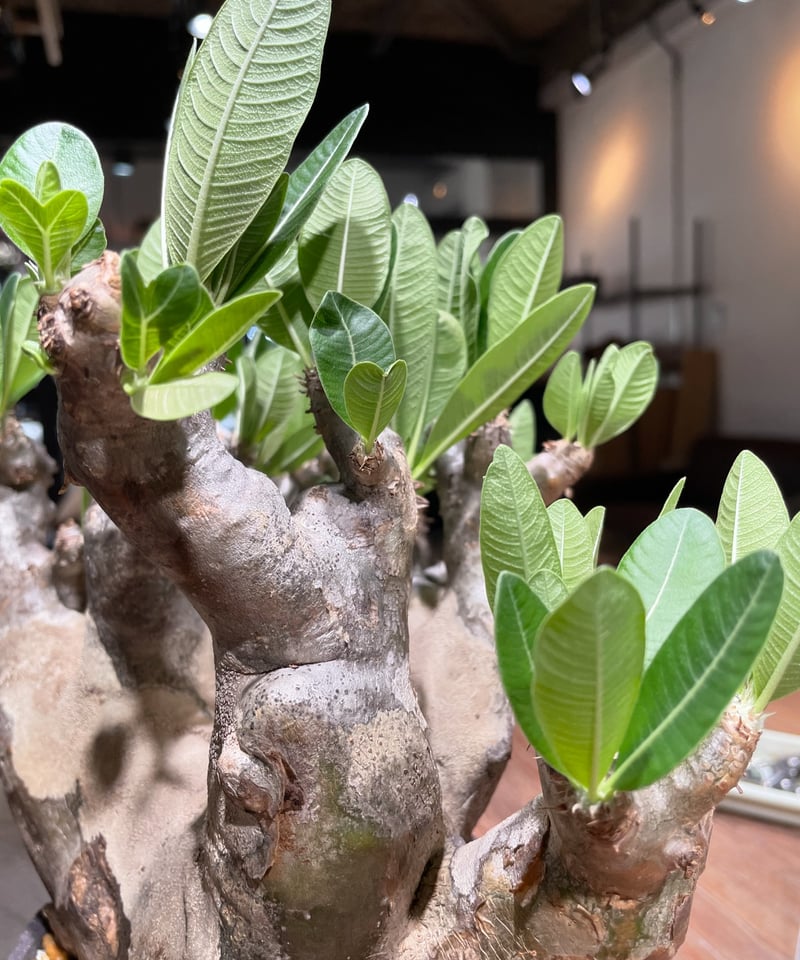 パキポディウム デンシフローラム 発根済 (ds-001km) 鉢：Kuniaki Mats