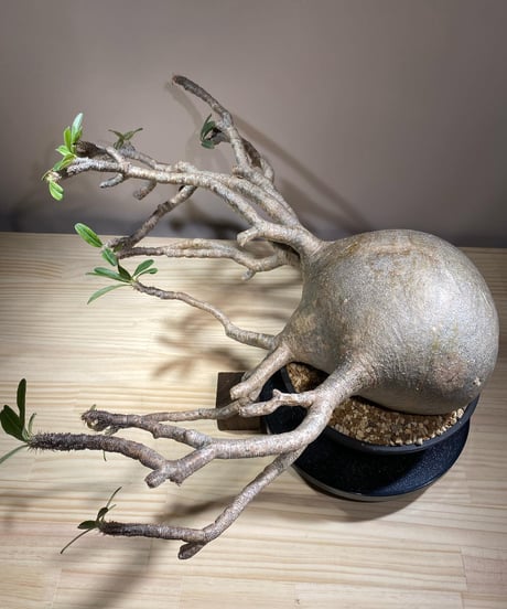 パキポディウム グラキリス　Pachypodium gracilius 　発根済　(商品番号gk-121)