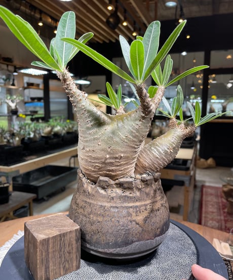 パキポディウム グラキリス　Pachypodium gracilius 　発根済　(gk-237) 鉢:姫野翔太