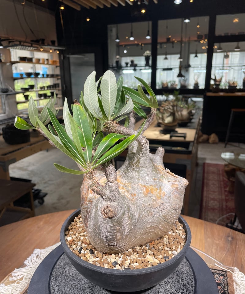 【特選エース株】パキポディウム グラキリス(左のみ) 特選エース株】パキポディウム グラキリス(左のみ)