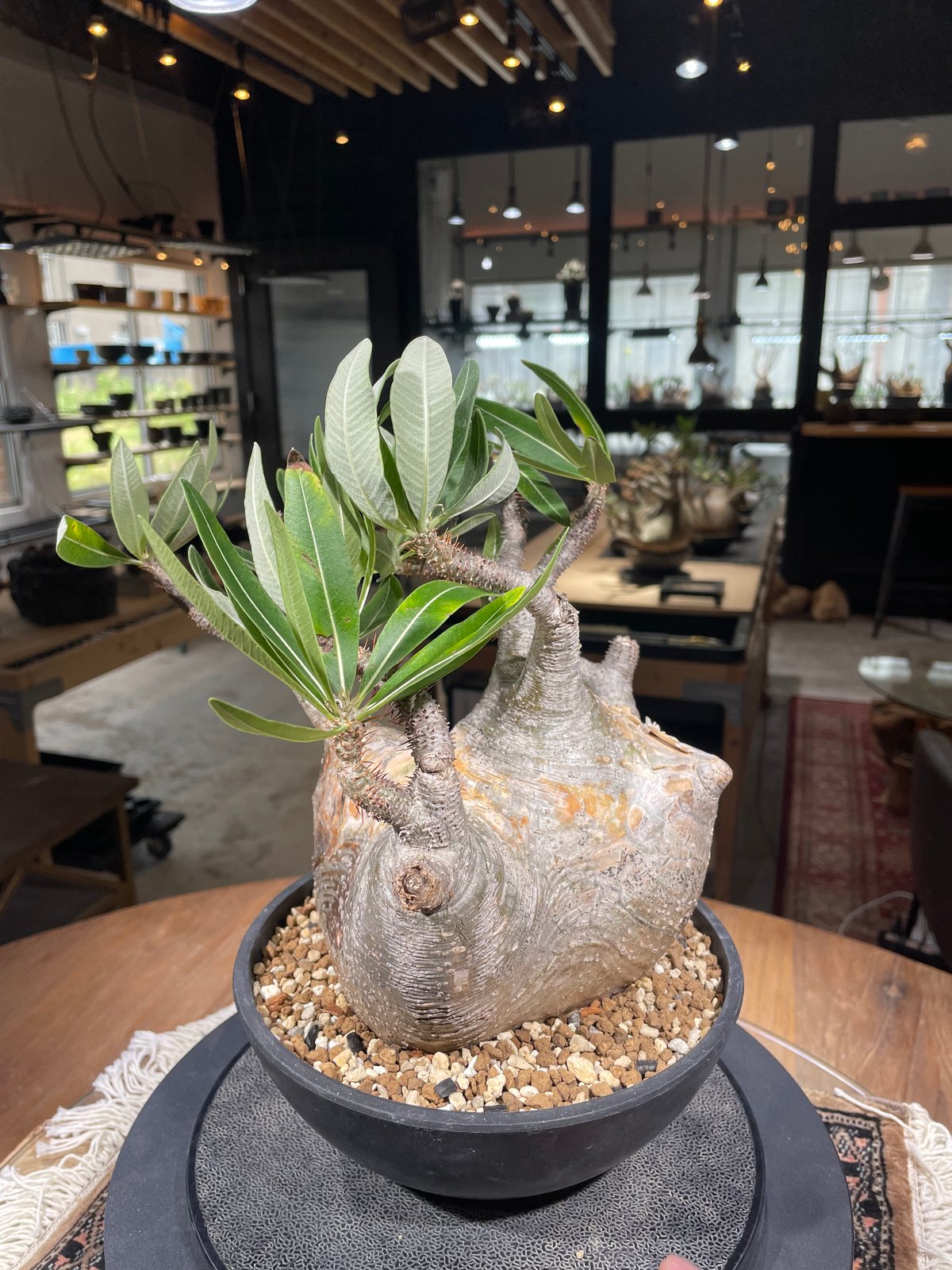 パキポディウム グラキリス 発根済pachypodhium Graci パキポディウム グラキリス Pachypodium gracilius 発根済 (gk-48