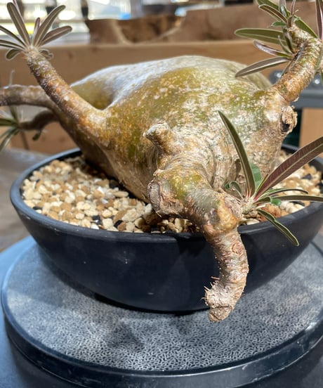 パキポディウム グラキリス　Pachypodium gracilius 　発根済　(gk-433)