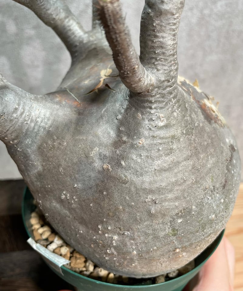 パキポディウム グラキリス Pachypodium gracilius 発根済(塊根