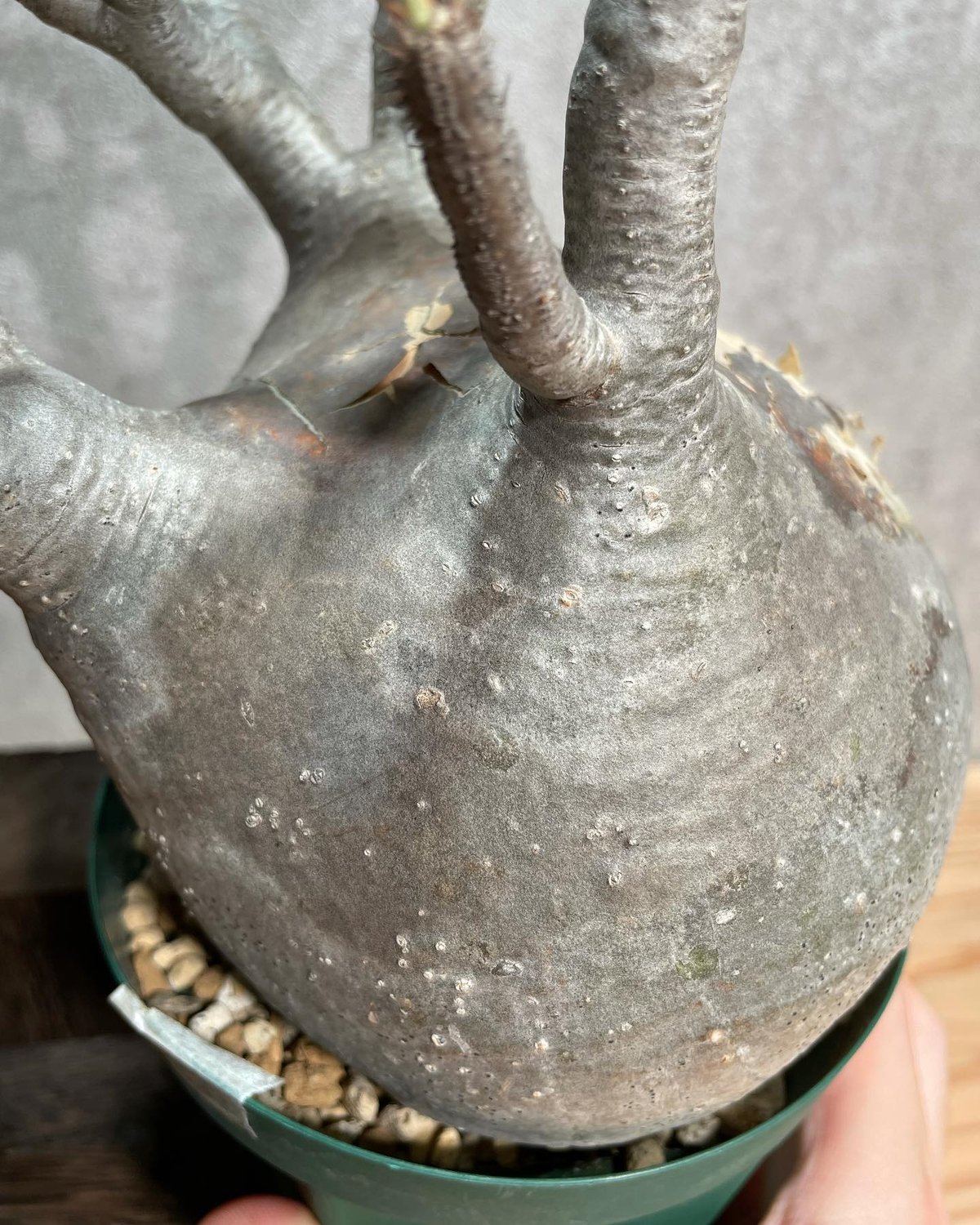 パキポディウム グラキリス Pachypodium gracilius 発根済(塊根幅13c