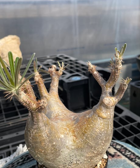 パキポディウム グラキリス　Pachypodium gracilius 　発根済　(gk-404)