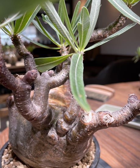 パキポディウム グラキリス　Pachypodium gracilius 　発根済　(gk-366)