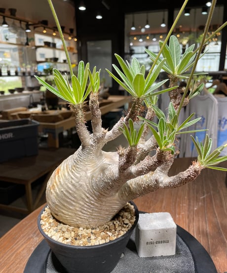 パキポディウム グラキリス　Pachypodium gracilius 　発根済　(gk-443）