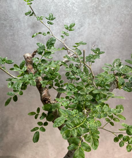 コミフォラ モンストローサ /Commiphora monstrosa　発根済　 (幹幅約5cm)　(商品番号mr-13)