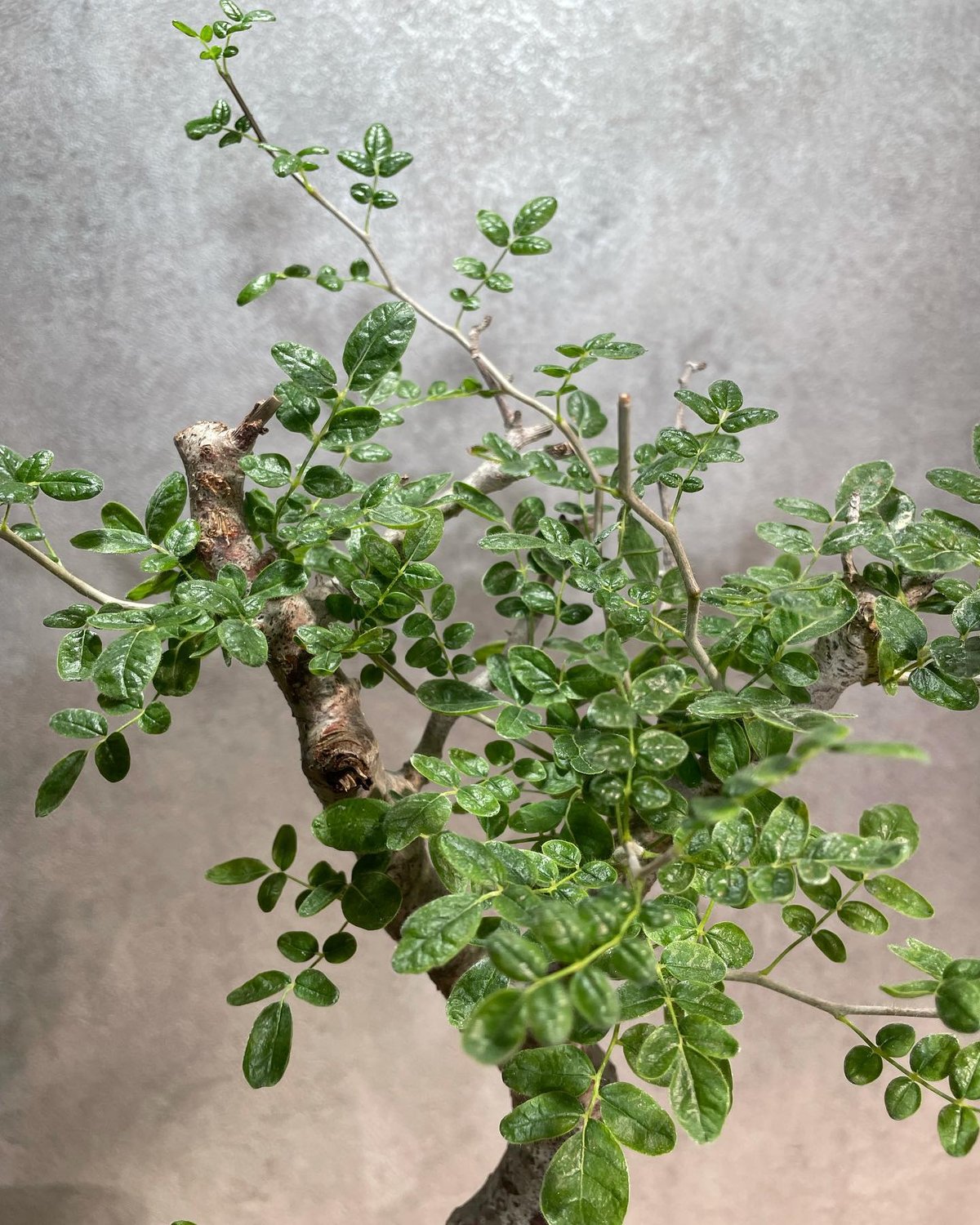 コミフォラ モンストローサ /Commiphora monstrosa 発根済 (幹幅 コミフォラ モンストローサ /Commiphora monstrosa 発根済 (幹幅