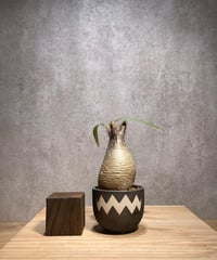 パキポディウム グラキリス　Pachypodium gracilius 　発根済　(商品番号gk-61valiem)  VALIEM 　BOWL　sizeXS　(VALIEMタグ付き)