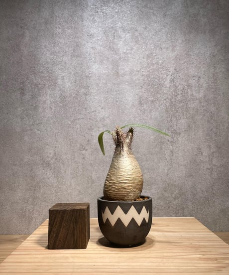 パキポディウム グラキリス　Pachypodium gracilius 　発根済　(商品番号gk-61valiem)  VALIEM 　BOWL　sizeXS　(VALIEMタグ付き)