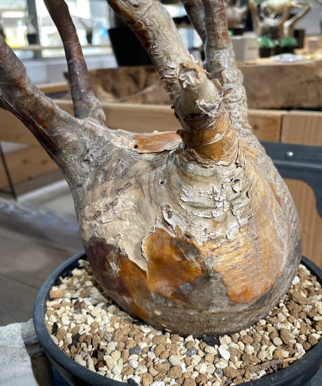 パキポディウム グラキリス　Pachypodium gracilius 　発根済　(gk-427)