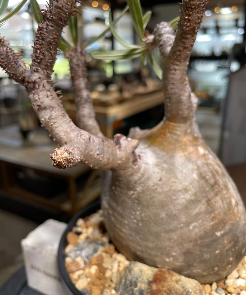 パキポディウム グラキリス Pachypodium gracilius 発根済 (gk-48