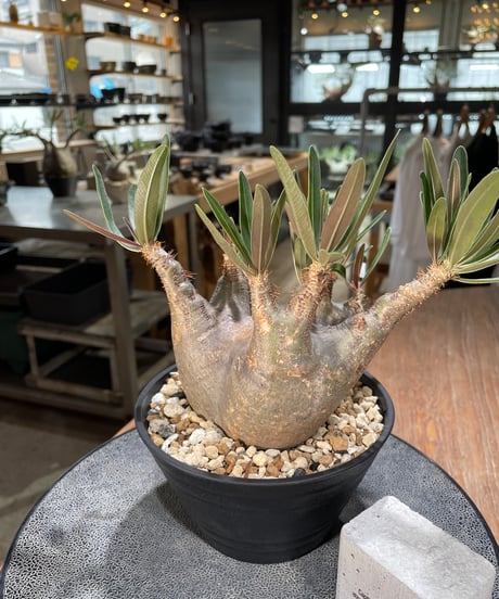 パキポディウム グラキリス　Pachypodium gracilius 　発根済　(gk-572)
