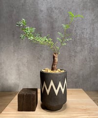 オペルクリカリア　パキプス　ベアルート 塊根植物専門『ハコネコオークション』開催中！！ – HakoNeko_Plants