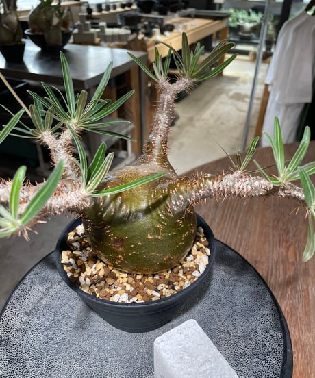 パキポディウム グラキリス　Pachypodium gracilius 　発根済　(gk-556)