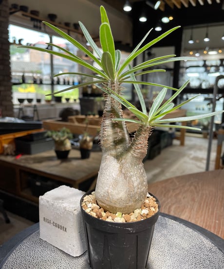パキポディウム グラキリス　Pachypodium gracilius 　発根済　(gk-486)