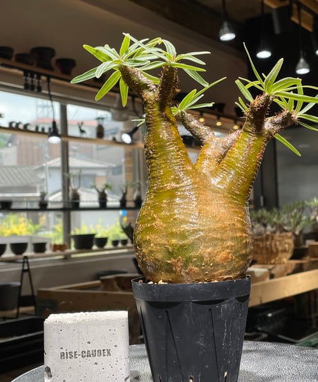 パキポディウム グラキリス　Pachypodium gracilius 　発根済　(gk-541)
